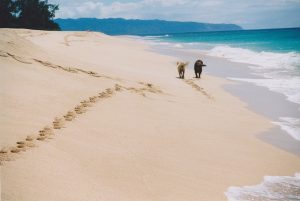 Oahu-beach-scaled